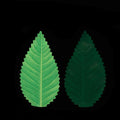 Japanese Ikki Sushi Decoration Leaves Set of 200