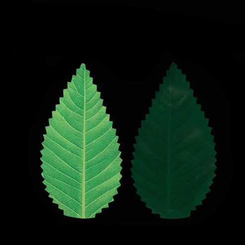 Japanese Ikki Sushi Decoration Leaves Set of 200 - Dark green - Japanese sushi plate for sashimi and serving from Japanese Kitchen Supply